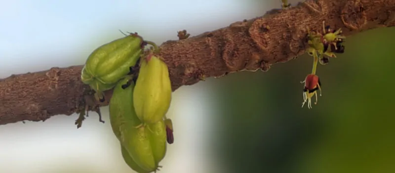 Berbagai Manfaat Belimbing Wuluh untuk Wajah