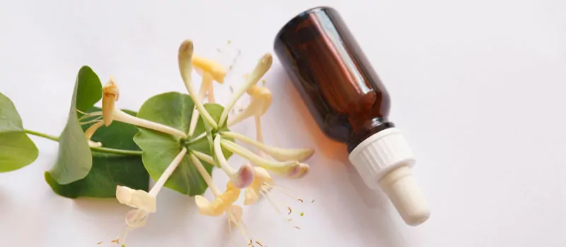 Kelembutan Honeysuckle untuk Kulit