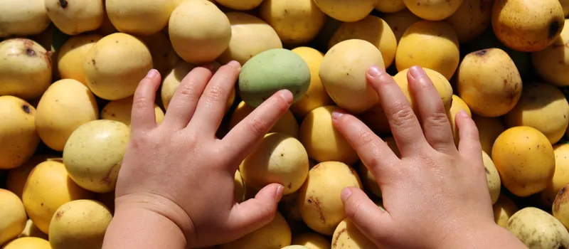 Manfaat Minyak Marula untuk Perawatan Tubuh