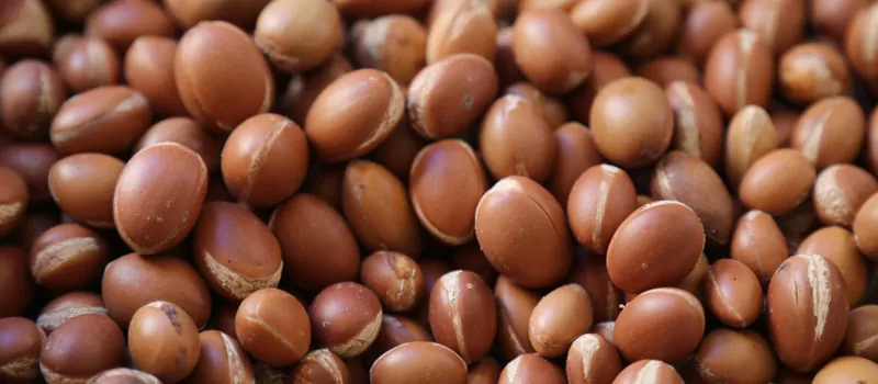 Manfaat Argan Oil untuk Rambut