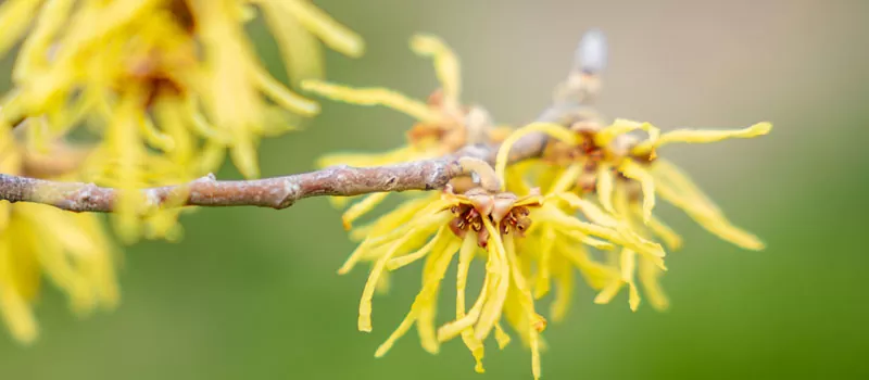 Manfaat Witch Hazel untuk Kulit