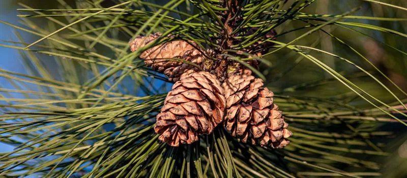 Manfaat Pycnogenol dan Keunggulannya Dibanding Oksidan Lain